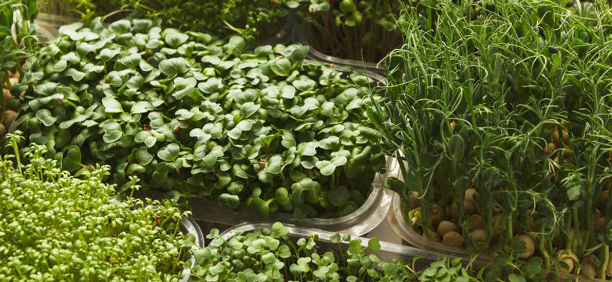 microherbs.jpg