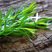 TARRAGON (2).jpg