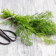 DILL (2).jpg