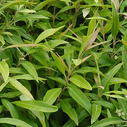 LEMON MYRTLE.jpg