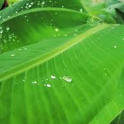 BANANA LEAF.jpg