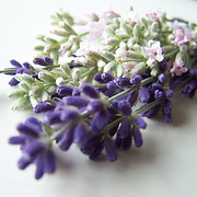 LAVENDER EDIBLE.jpg