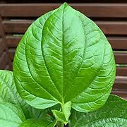BEETLE LEAF.jpg
