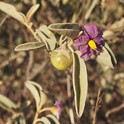 BUSH TOMATO.jpg