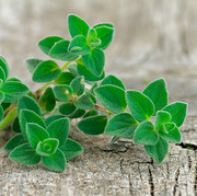 OREGANO (2).jpeg
