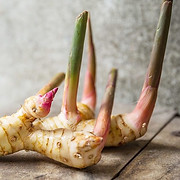 GALANGAL.jpg