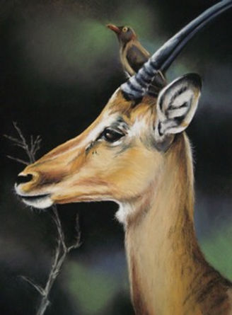 side kudu P2150515.jpeg