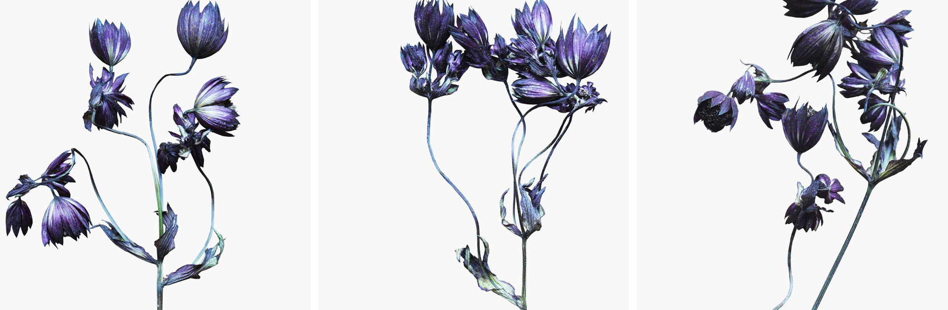 purple flower fleurs