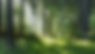 eden organics skincare blurred woodland 5.jpg