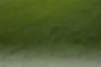 detail_grass_bg-fade.webp