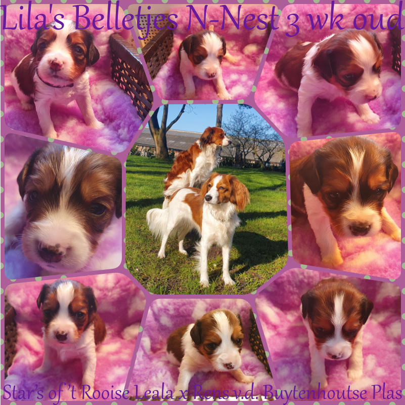 2021-0414 Collage Belletjes 3 weken oud