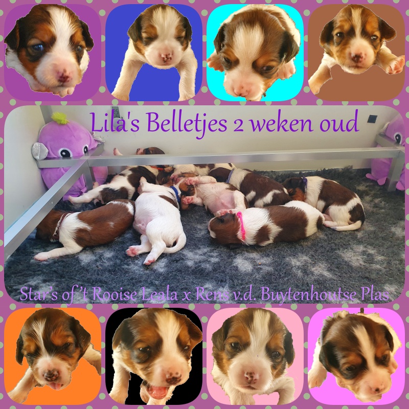 Lila's Belletjes N-Nest 2 weken oud