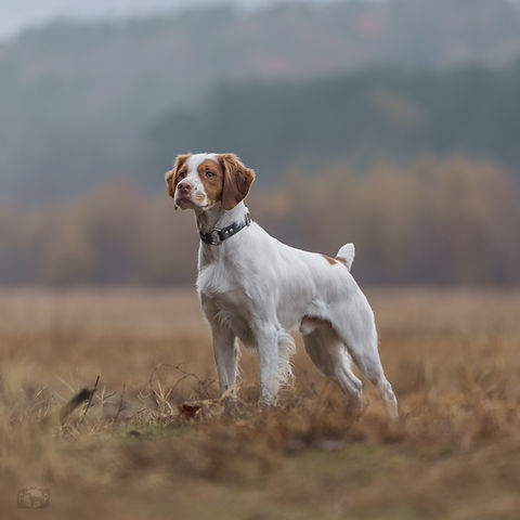 Basil_DSC2199.jpg