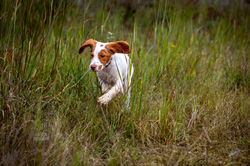 In the field as a puppy