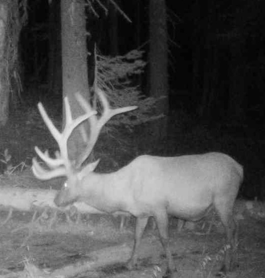 A majestic Rocky Mountain elk standing alert in a lush green forest clearing.