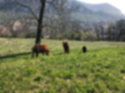 IMG_0122.jpeg