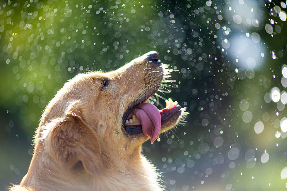 • A dog drinking water outdoors with a collapsible bowl