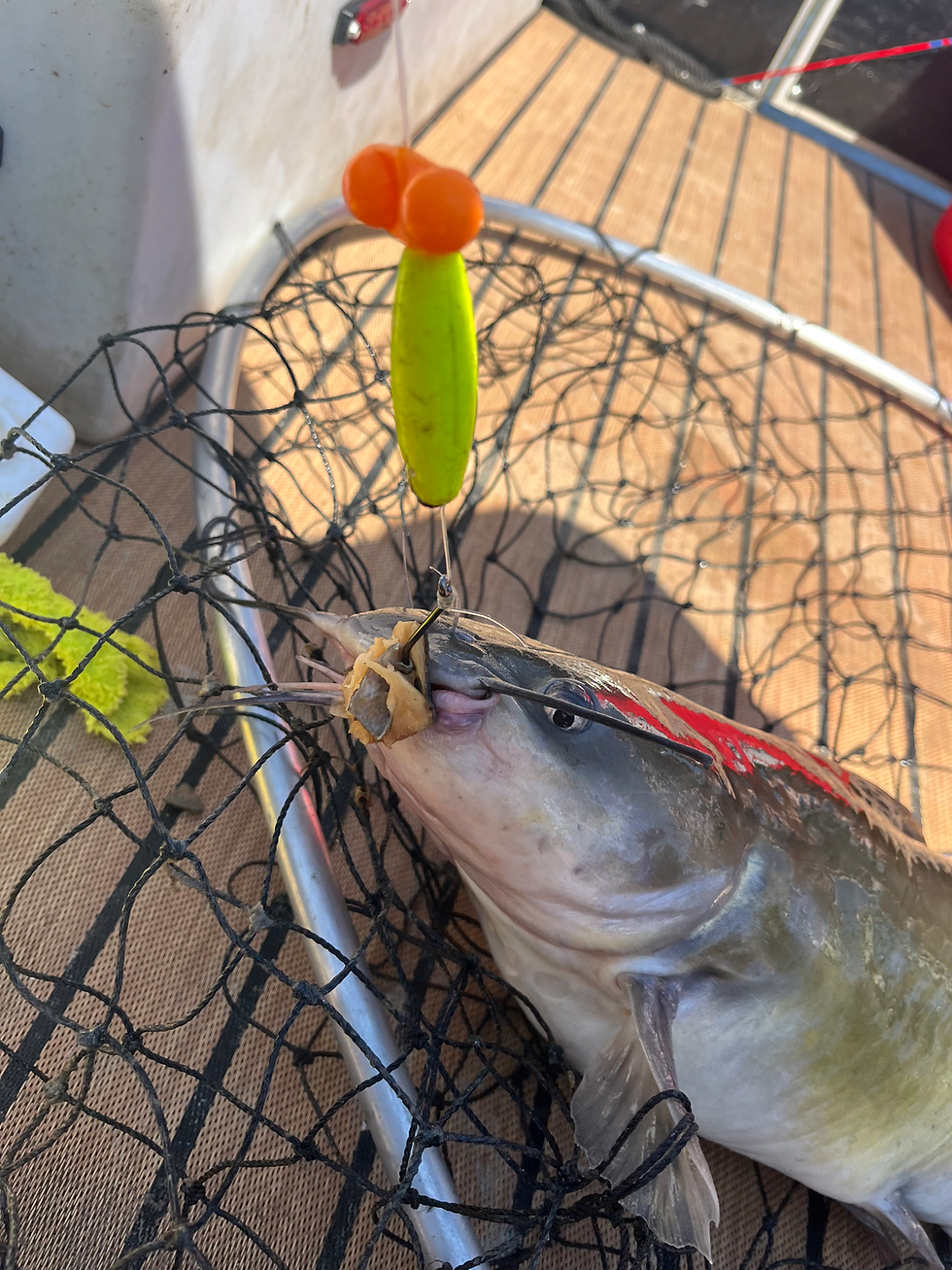 Thumbnail: Trout Tales™ – Freeze-Dried Fish Bait (12 Pieces)