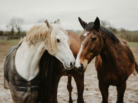 Spring Is Here: Mud Season Horse Care Tips for NW Ohio and SE Michigan