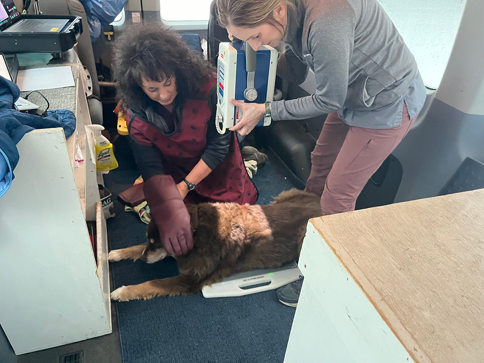Mobile veterinarian, Dr. Oliver, examining a dog during a home visit