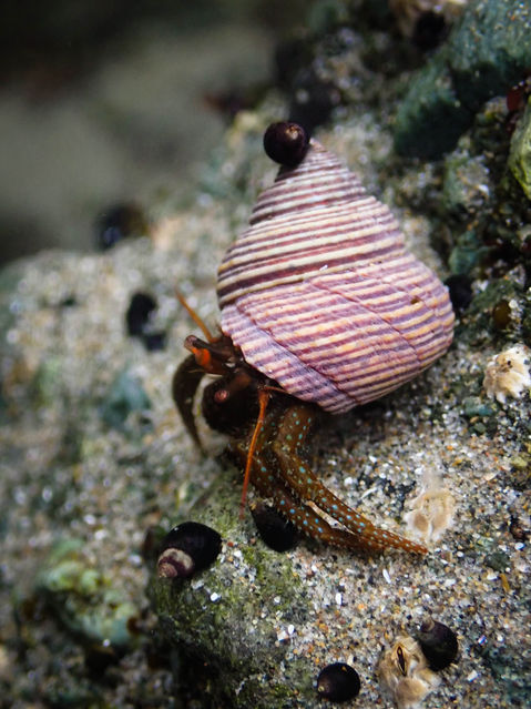 2022.8.13.ShiShiBeach-15.jpg