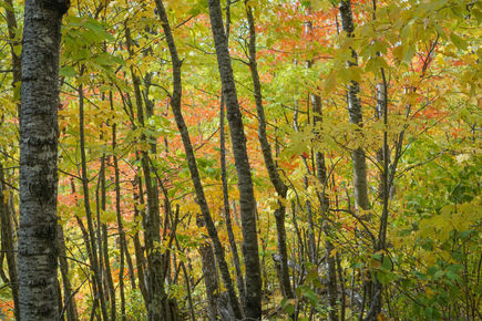Fall landscapes (6 of 10).jpg