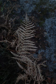 CP7A0215.JPG