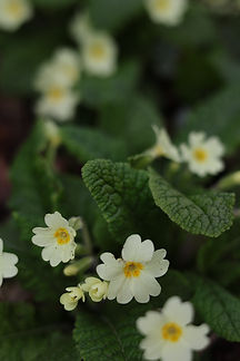 CP7A0406.JPG