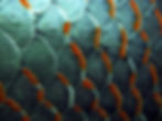 4531476818_36c72caea2_b.jpg