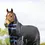 Thumbnail: StormX Empra Extra 200g Turnout Rug with Detachable Neck