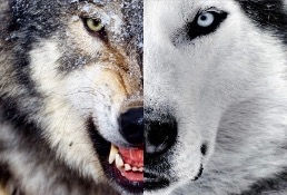 Lobo bom x lobo mal