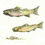 Thumbnail: Brown trout pair card