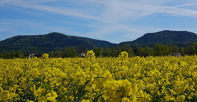 Zittauer Gebirge, Oybiner Hütte