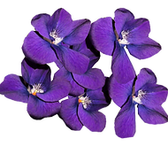 Untitled design (10)_edited.png