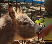 Other Animals
