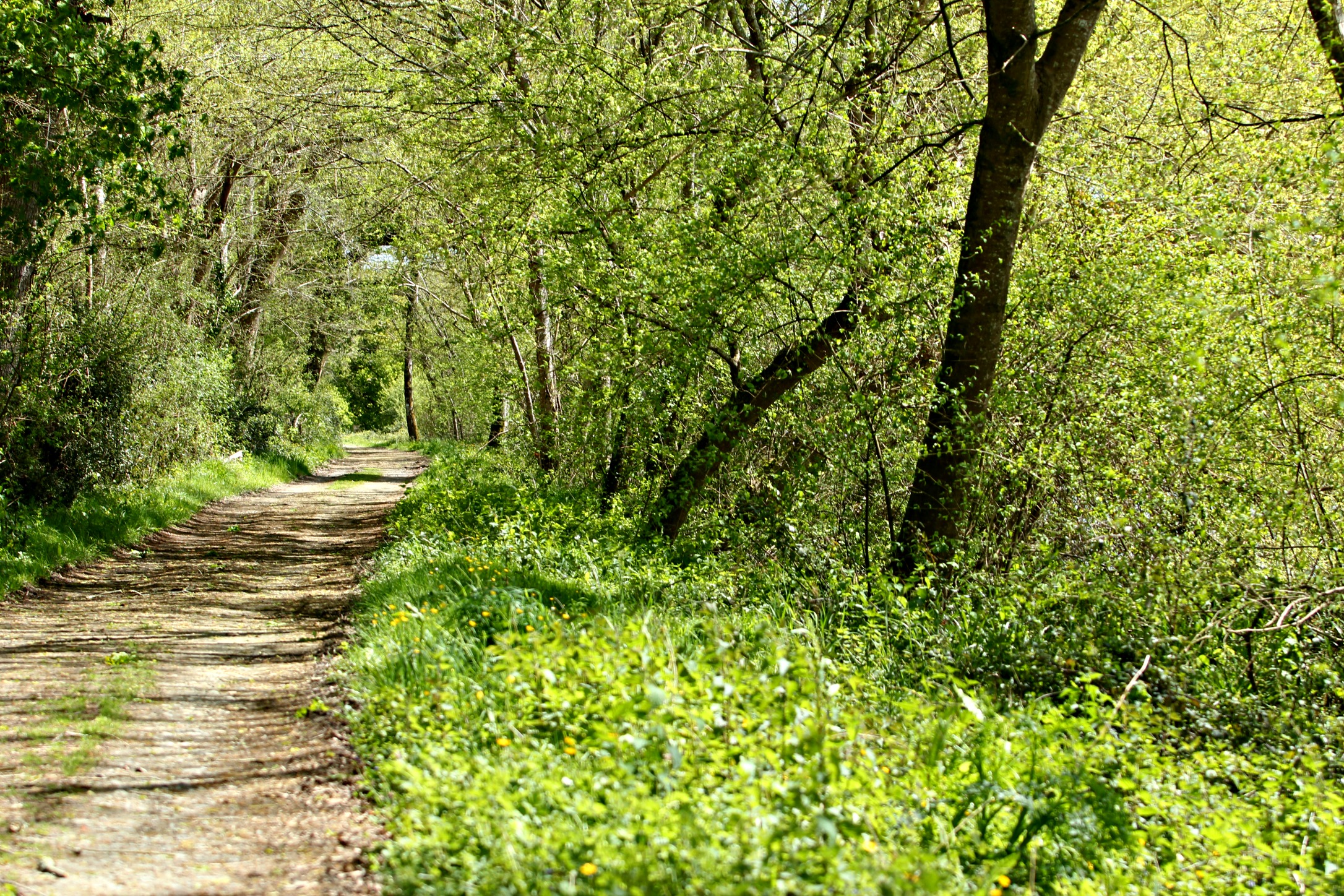 Chemin de halage