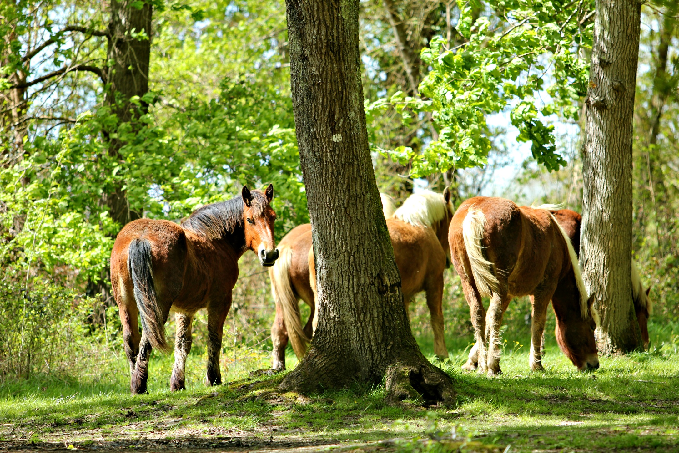 Découverte faune locale Sud Landes