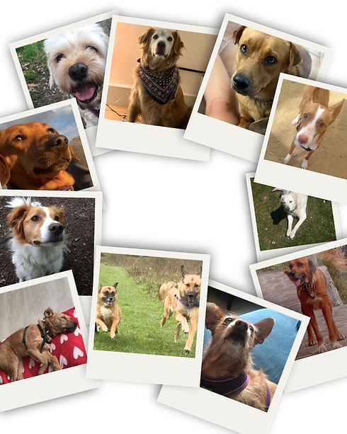 Beige & Black Elegant Booking Photoshoot Instagram Post (6).png