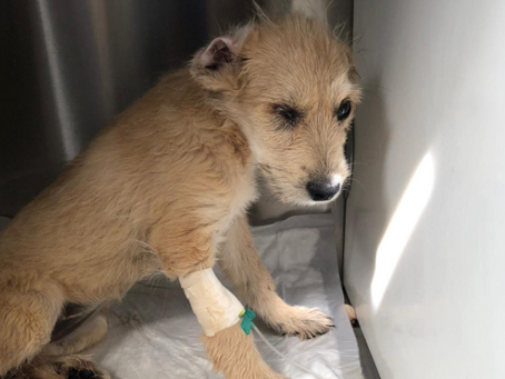 Unleashing positivity: Embracing the dog in front of you, not the one you imagined