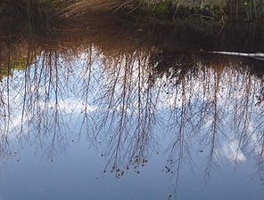HofBarkenholt_Umgebung_Spiegelung.jpg