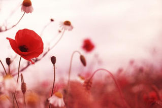 Remembrance Sunday - November 8th