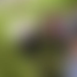 Память, растущая в земле