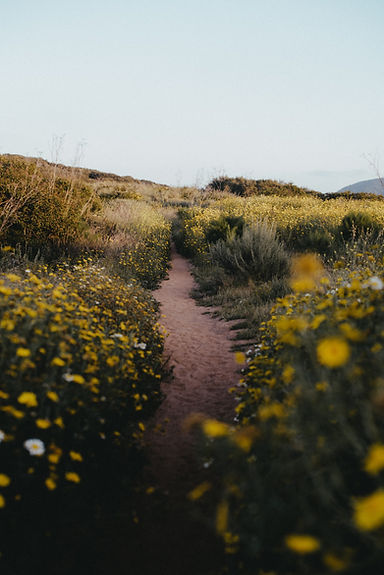 brie-odom-mabey-l9zh-RglpkQ-unsplash.jpg