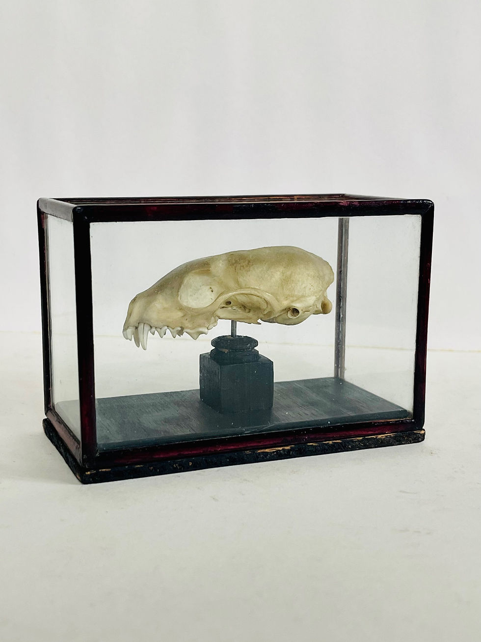 Miniature : CRÂNE DE FOUINE SOUS VITRINE 