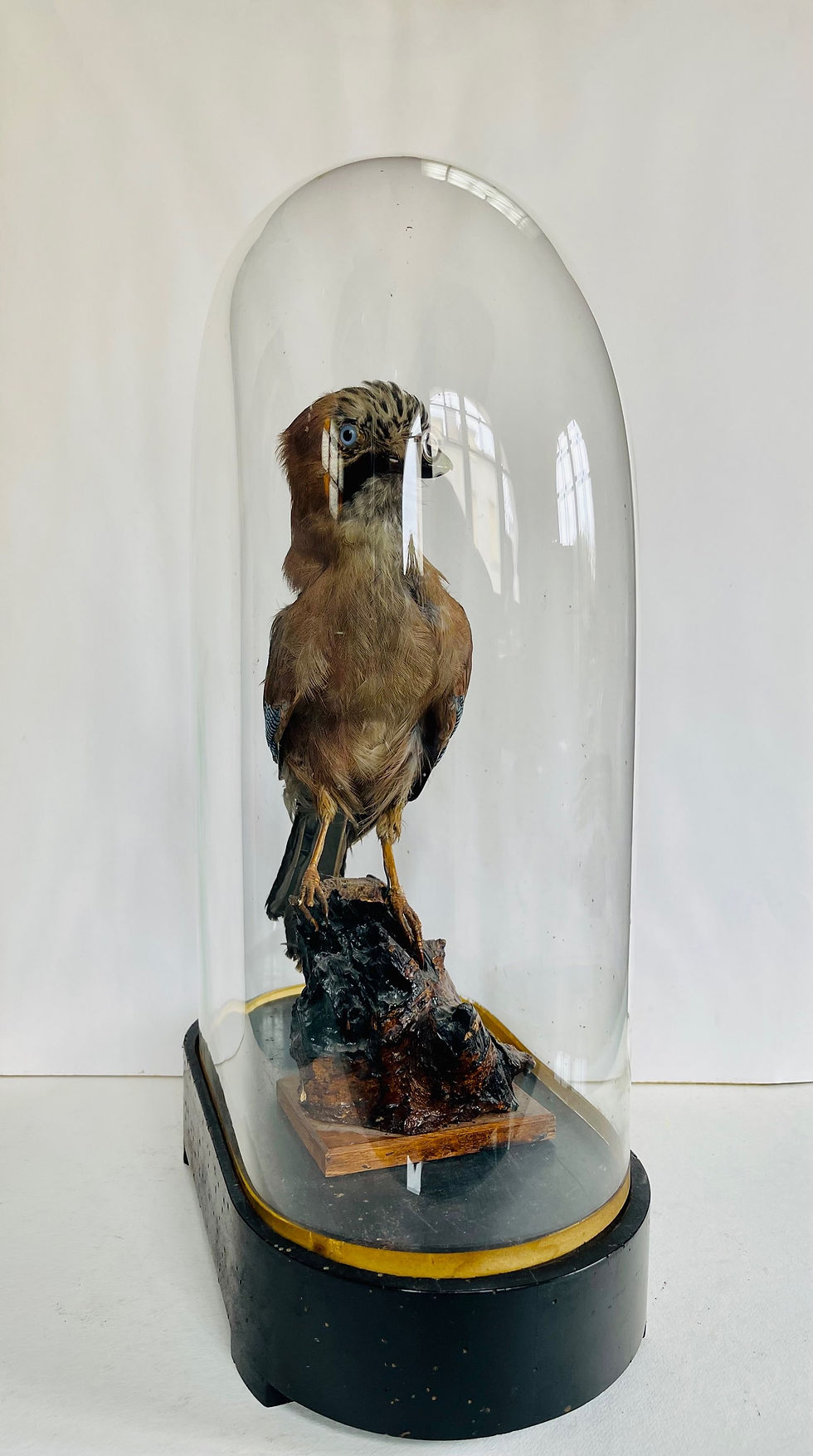 Miniature : TAXIDERMIE D’UN GEAI