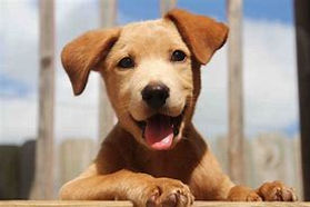 dogs 2.jpg