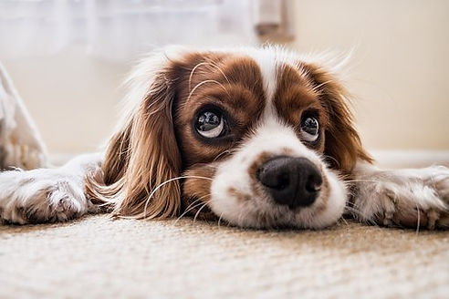 carpet dog.jpg