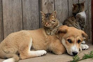 cat & dog