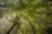 forest-6325223_1280.jpg