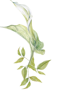 shutterstock_1912281184_editado_edited.p